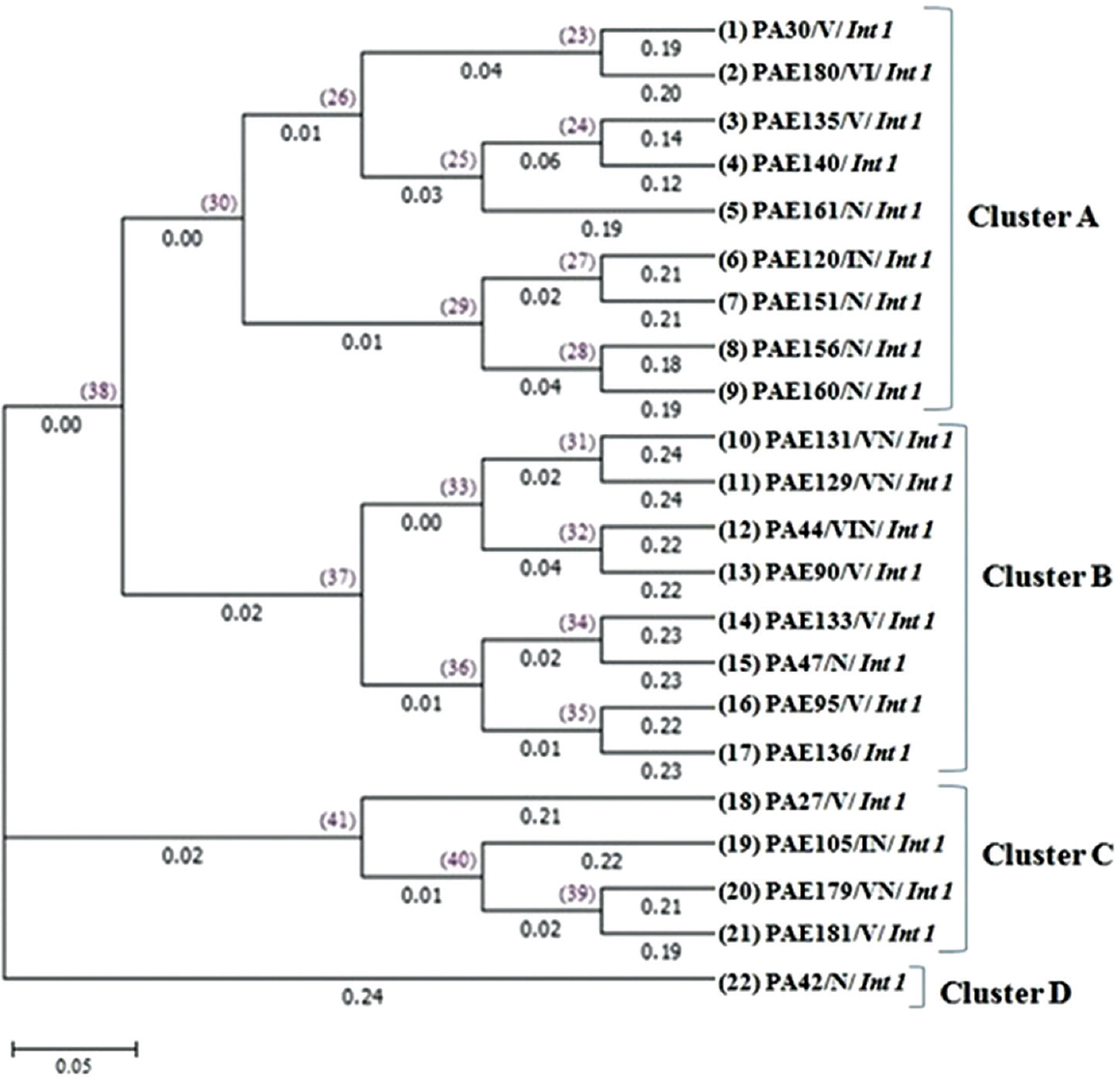 Dendrogram tree of unweighted pair group method with arithmetic mean method of enterobacterial repetitive intergenic consensus sequence-polymerase chain reaction (ERIC-PCR). The values on top of the horizontal lines represent the node identity and the values given below the horizontal lines represent the branch length. The bar at the bottom of the figure represents an amount of genetic change (0.05).